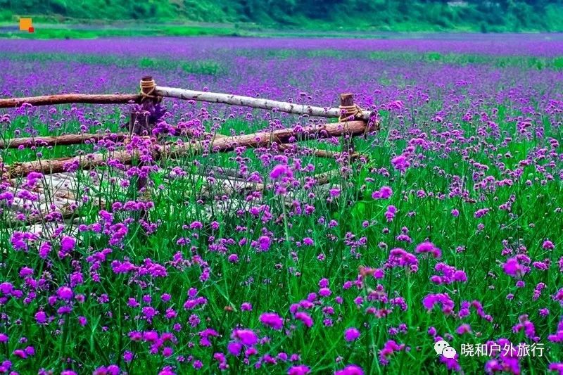 周六/日:北京绝美的千亩花海之,延庆四季花海,永宁古城