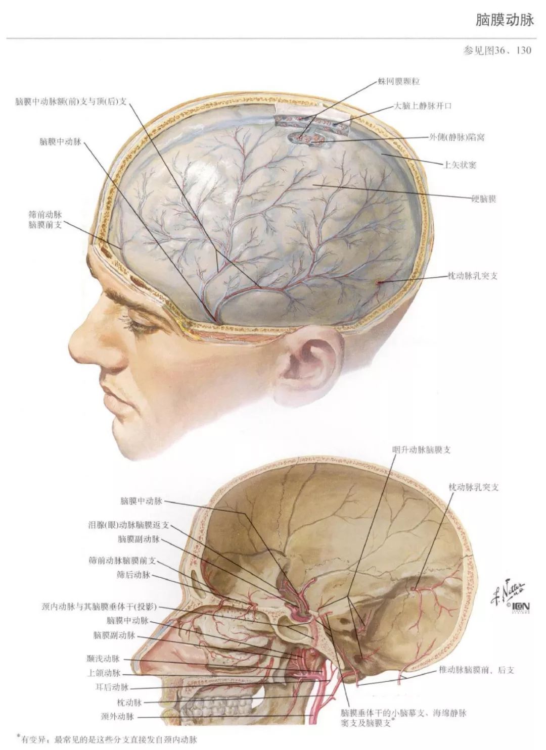 神经解剖脑部高清图谱奈特解剖学习资料