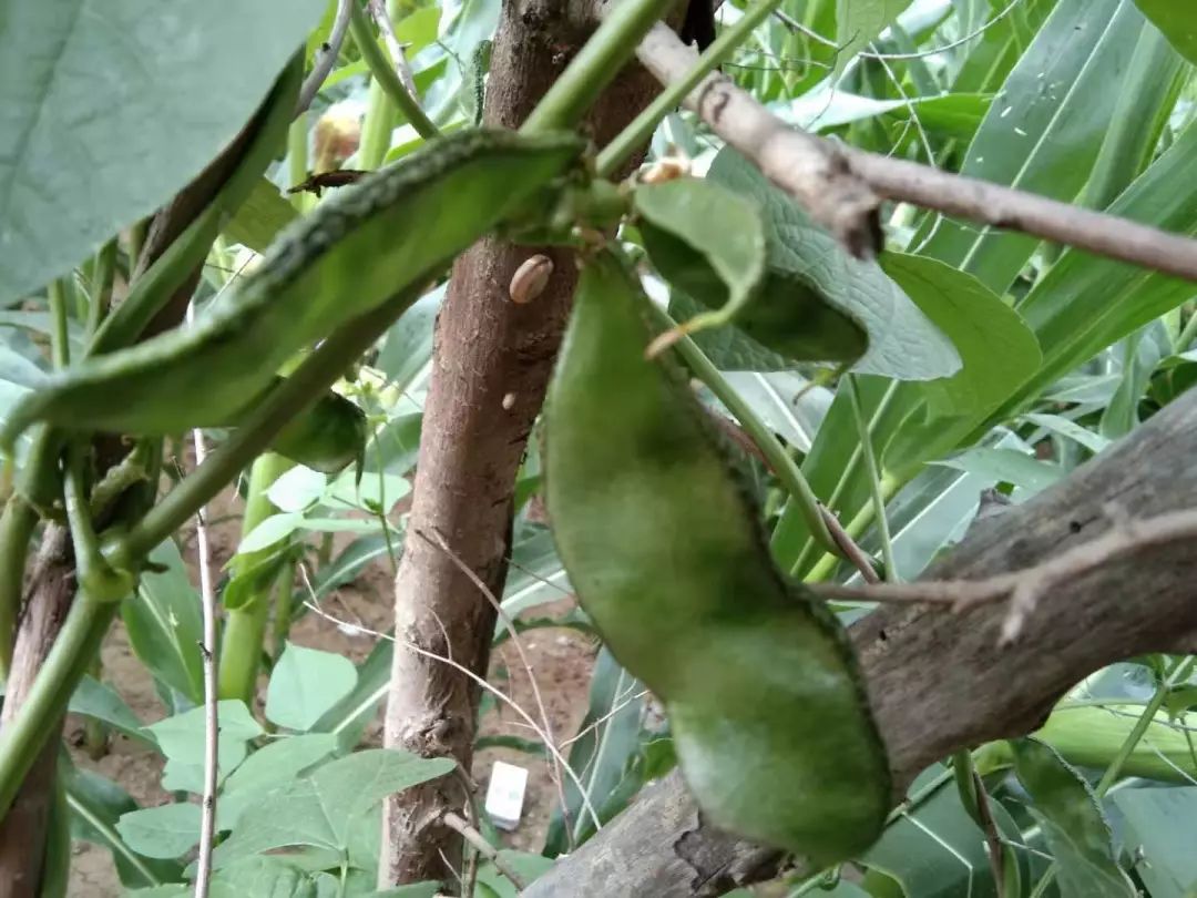 超好吃的扁豆角怎么做_超好吃的扁豆角的做法_豆果美食