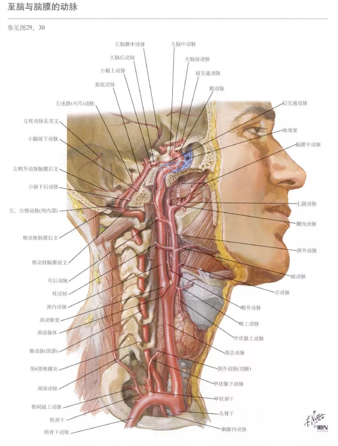 神经解剖脑部高清图谱奈特解剖学习资料