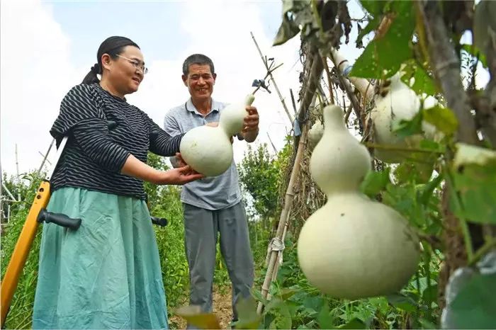 【好人365】她是如何将这个"葫芦梦",一步一步实现的?