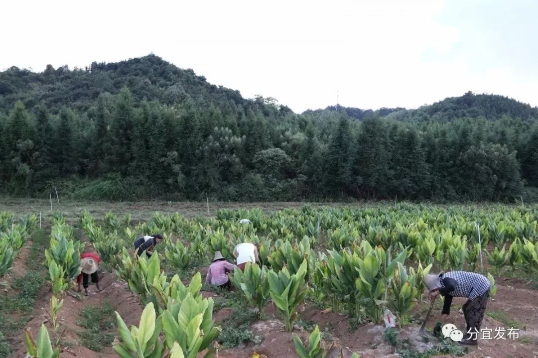 中草药产业经济总量_中草药大全(3)
