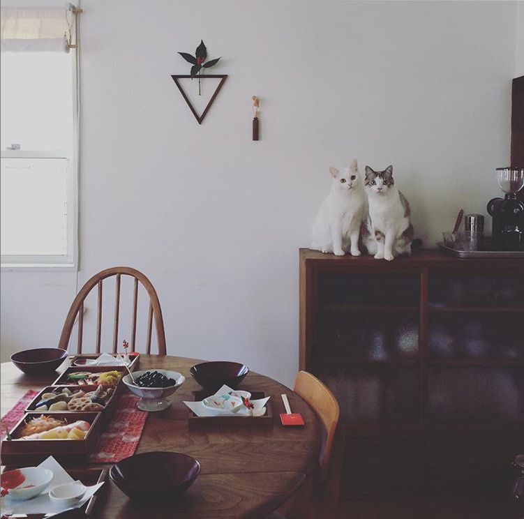 一屋两猫、三餐四季,这样的生活太治愈了!