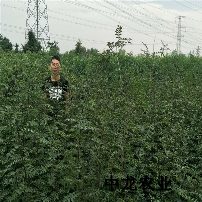 f287512016ba44aabbf2a0d6527e2639.jpeg