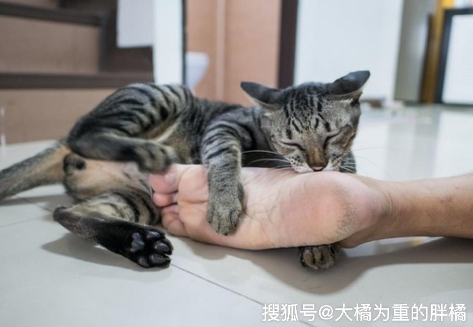 猫咪闻了你的脚后为啥会面露惊讶?不是你的脚臭,看完你就知道了