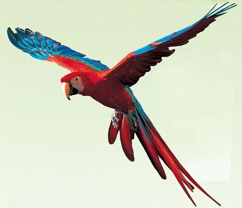 比如长尾的吸蜜鹦鹉和玫瑰鹦鹉,或者大型的澳大利亚凤头鹦鹉
