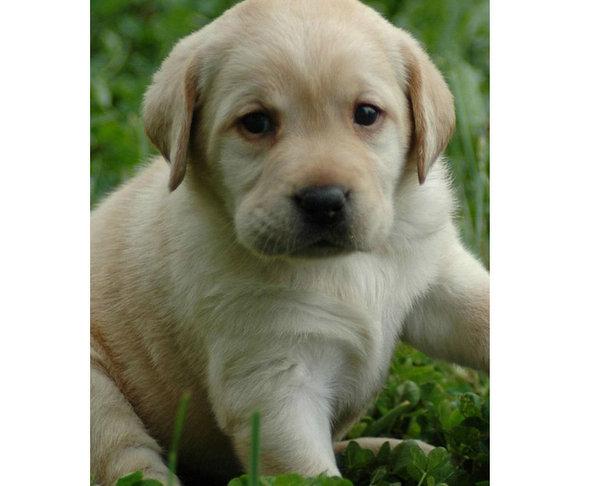 地球上10大最適合家養的高顏值狗狗，博美榜首，你最喜歡哪種？ 寵物 第5張
