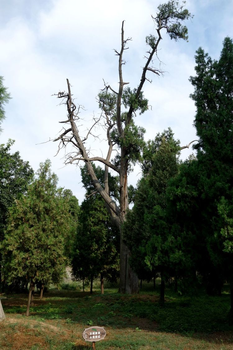 陜西最大的古建築群，為什麼九條龍有兩條要閉著嘴呢？ 旅遊 第6張