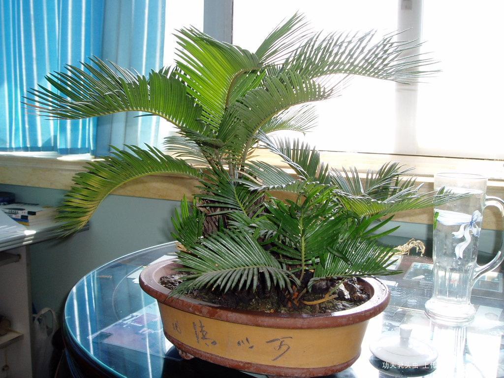                     盆栽铁树家庭养护诀窍，记住几点，四季常绿爆盆，不黄叶烂根