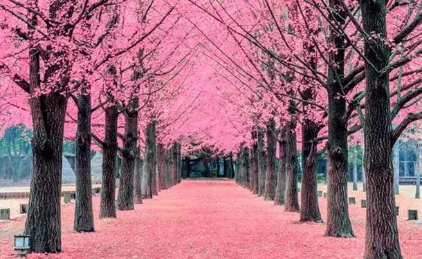 树上的粉色花和地面上的花相互交映,是那么的唯美.