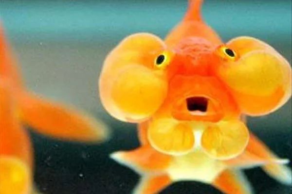 水泡金鱼:头顶两颗大大的水泡! 水泡金鱼:头顶两颗大大的水泡!