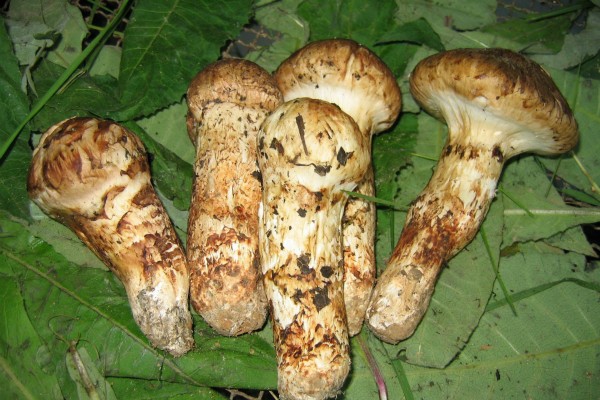 松茸的功效与作用及营养 141b8d5091f44febb4775ee20f441969.jpeg