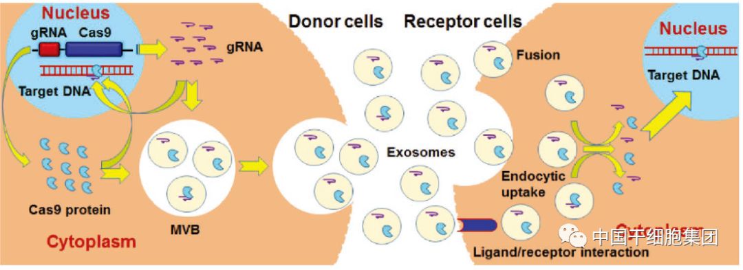 科技前瞻small内源性外泌体具有输送基因编辑活性的功能