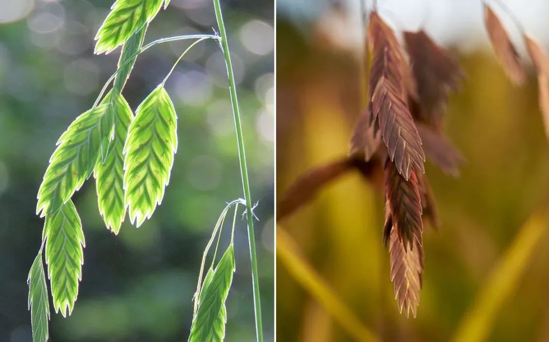 小盼草最美的是花穗, 一颗颗似mini风铃, 挂在花序上,迎风摇摆