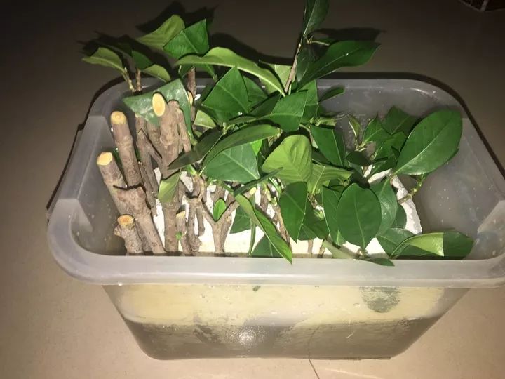 龟背竹怎么水培长得快 2110a305bf4248efb4d02c29f06d1fc7.jpeg