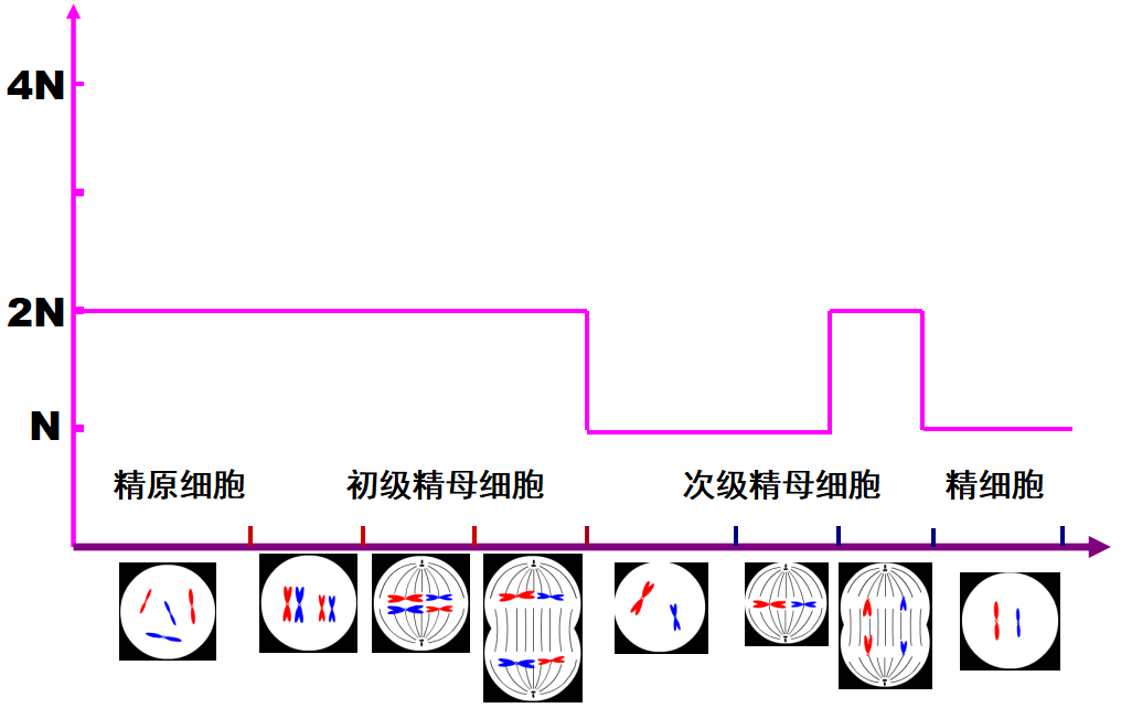 减数分裂过程中染色体dna染色单体数量变化