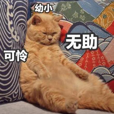 怎么让自己不打猫 277e3c2cc8064ac7bf6e96cada2d78fa.jpeg