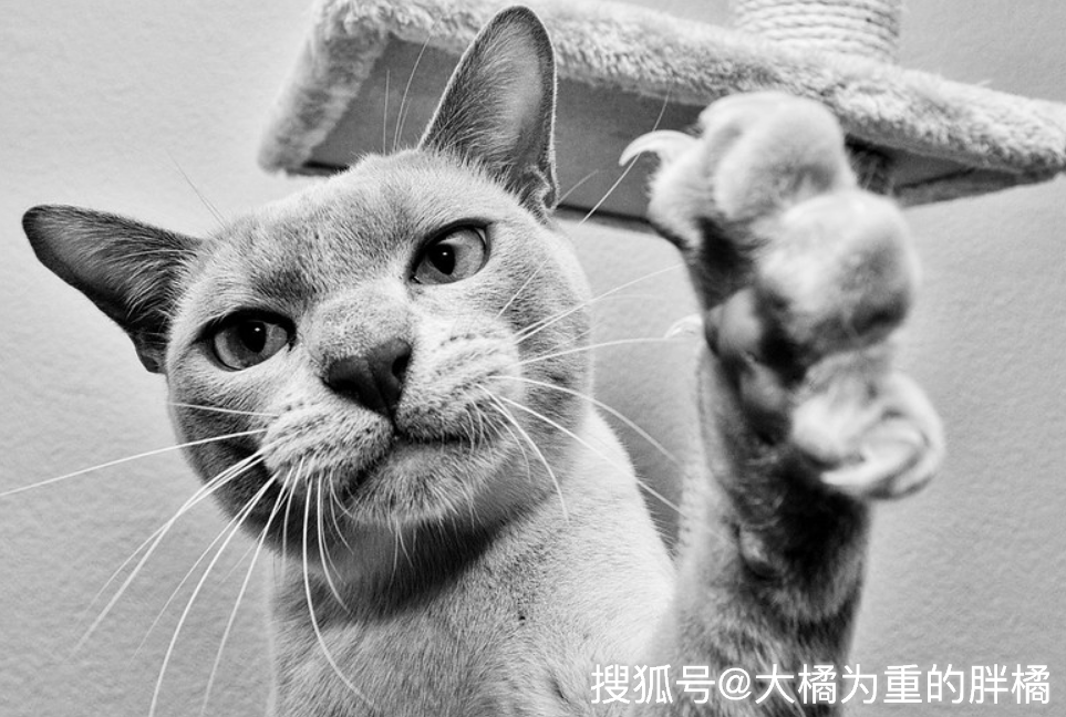 猫咪和狗哪个更强 2dd0cb45a8c7403aa41cea1df2b0c901.png