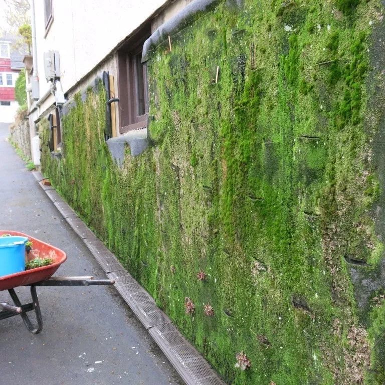 历时2年时间打造的苔藓植物墙是你所想要的样子吗