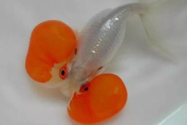 水泡金鱼:头顶两颗大大的水泡! 水泡金鱼:头顶两颗大大的水泡!