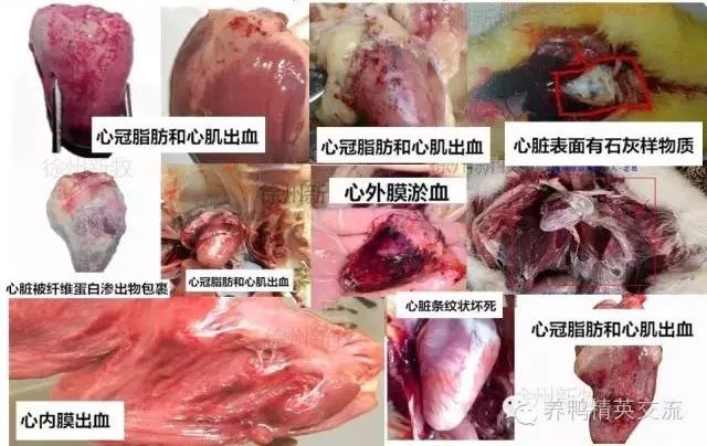 【图】鸭子各疾病 的 内脏病变图