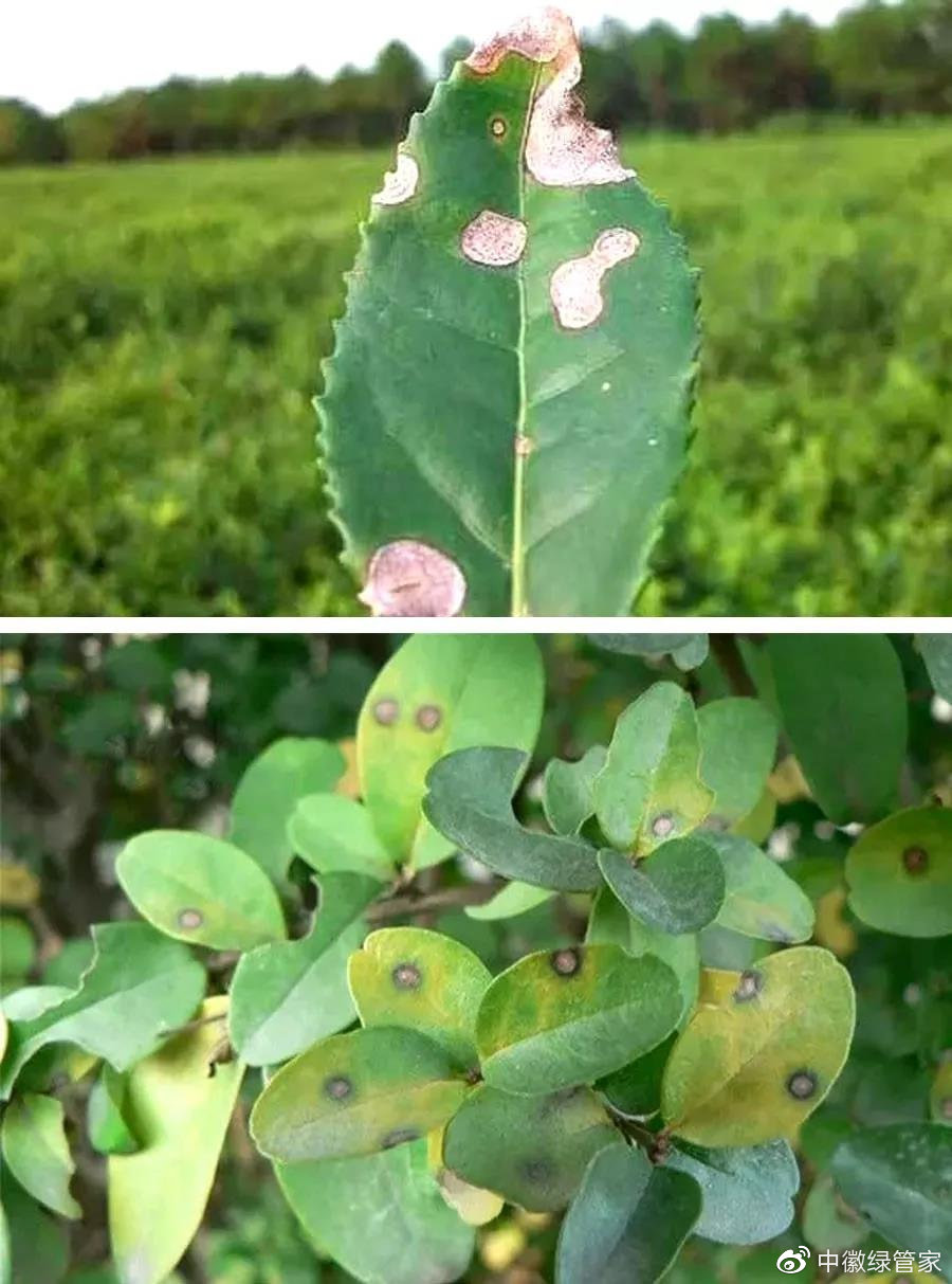 今天盘点几种常见的植物病和病虫危害,希望能对大家有所帮助