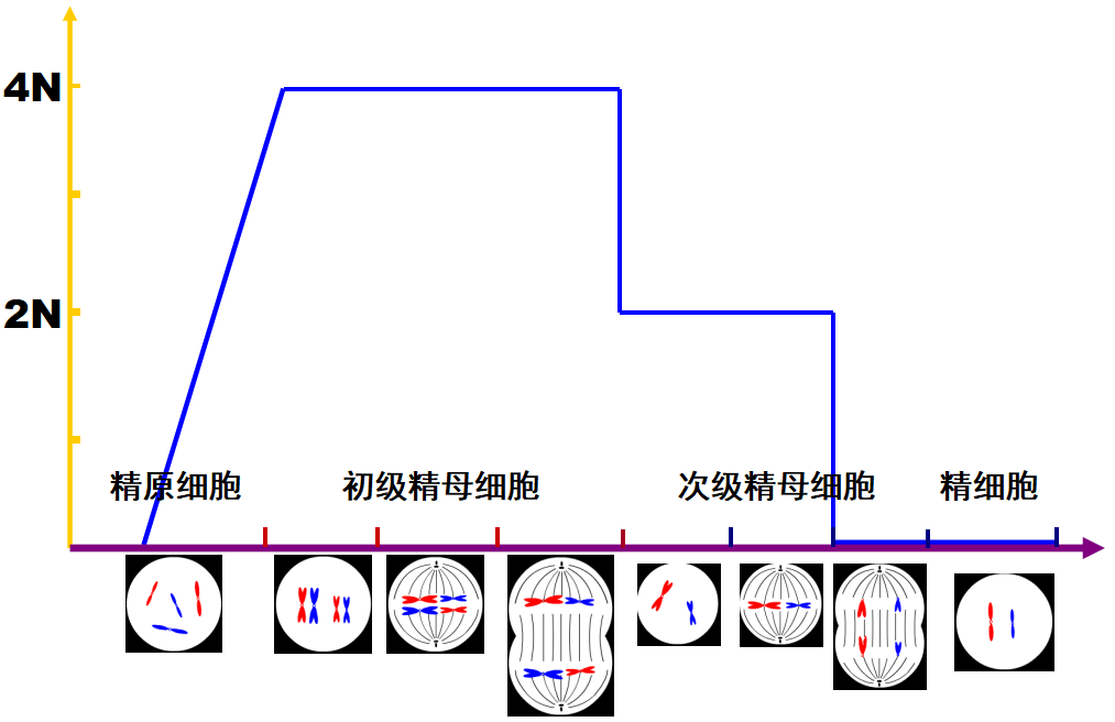 减数分裂过程中染色体,dna,染色单体数量变化