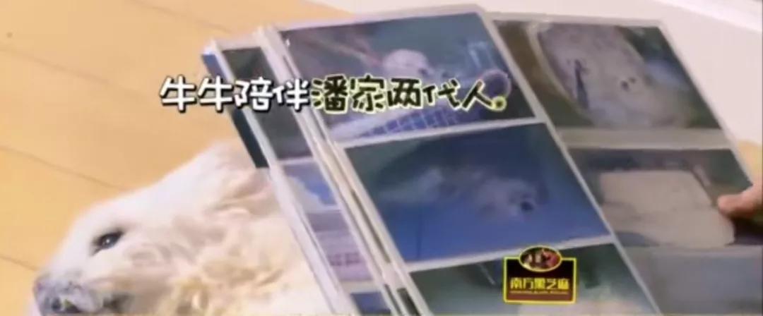 潘長江「120歲」高壽狗狗，曾與死神對抗4年… 寵物 第4張