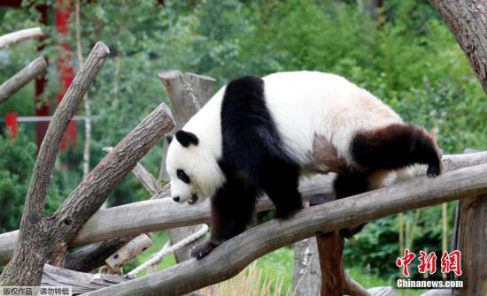 德国柏林动物:旅德大熊猫“梦梦”确认“有喜”一到两周内产崽