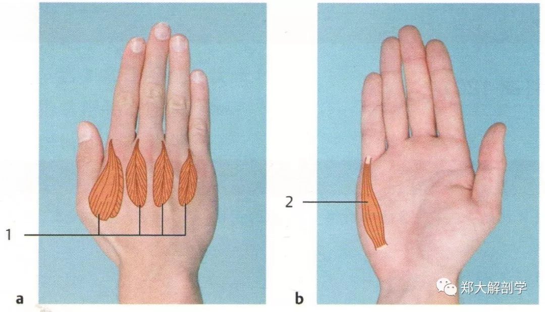 此外,患者无法用手指钳夹住小的物体,并尝试通过拇指腕掌关节内收来