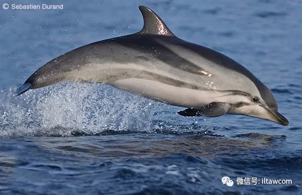 条纹原海豚长吻飞旋原海豚瓜头鲸行动速度较缓,浮升的时候会将头部扬