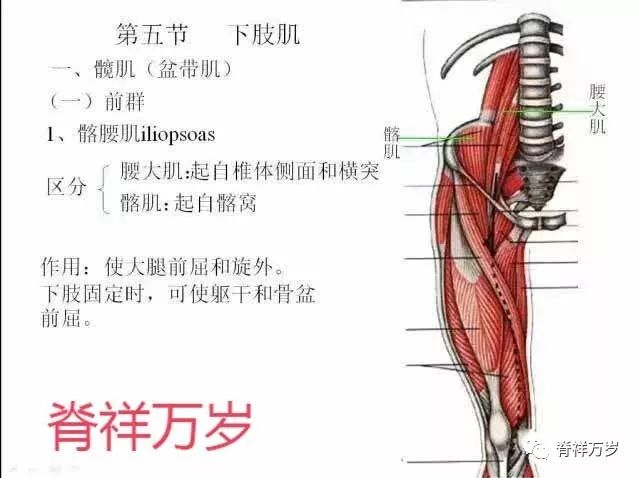 通过小腿肚,还能发现你身体有哪些地方不好.