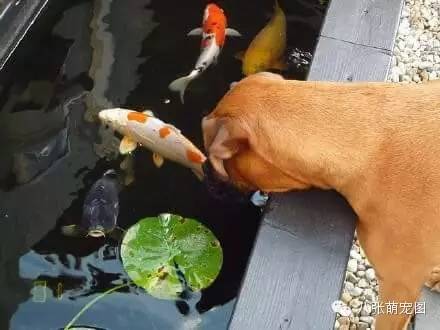 狗狗和鯉魚的深情對視，這是一個跨越種族的愛情 寵物 第7張