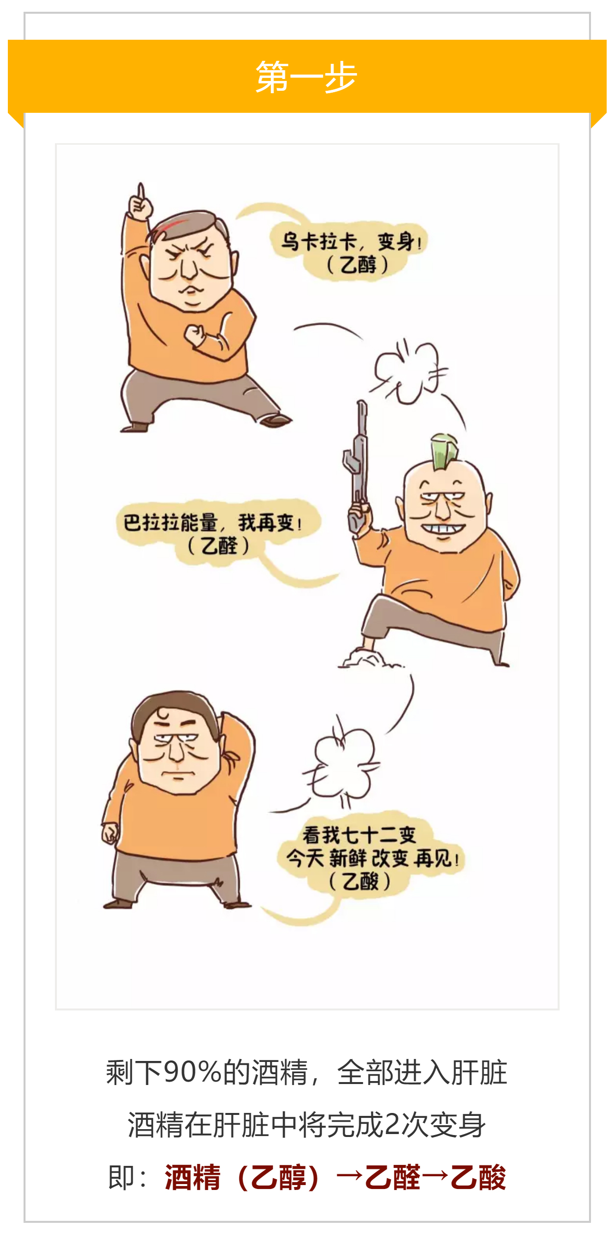 鸿澄酱白酒文化——图解酒进入人体后的吸收消化过程?