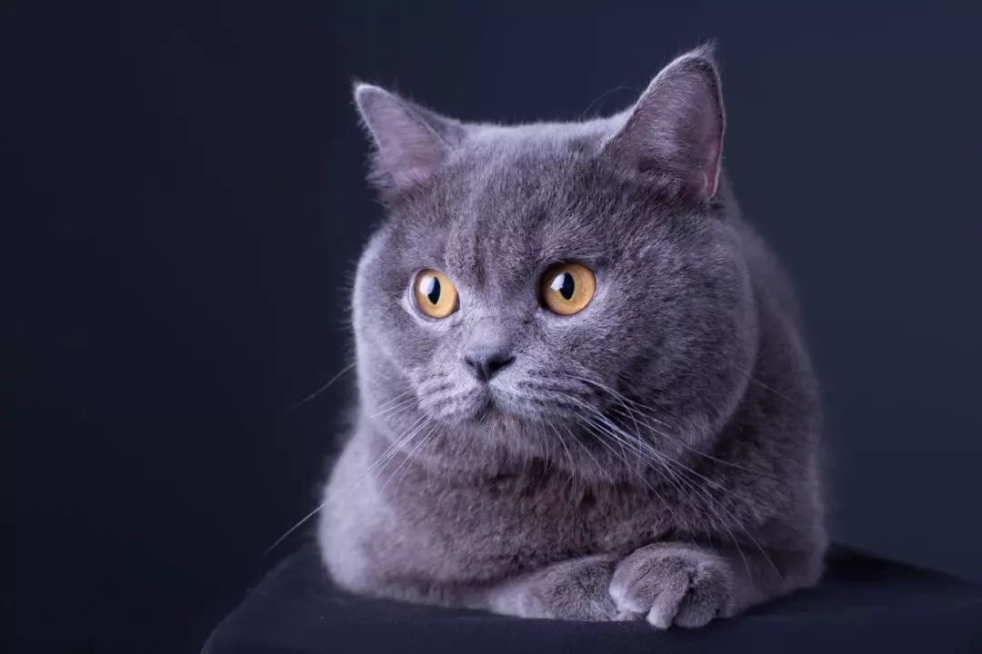 史上最丑的蓝猫 46c95868ab53455baf760f06c77f9f73.jpeg