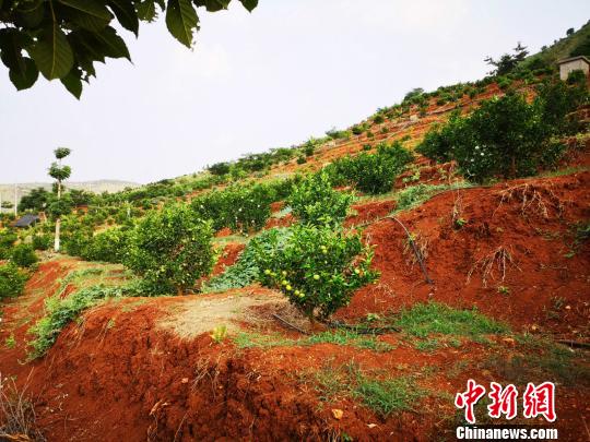 沪滇协作发展绿色产业助力云南红河县脱贫攻坚