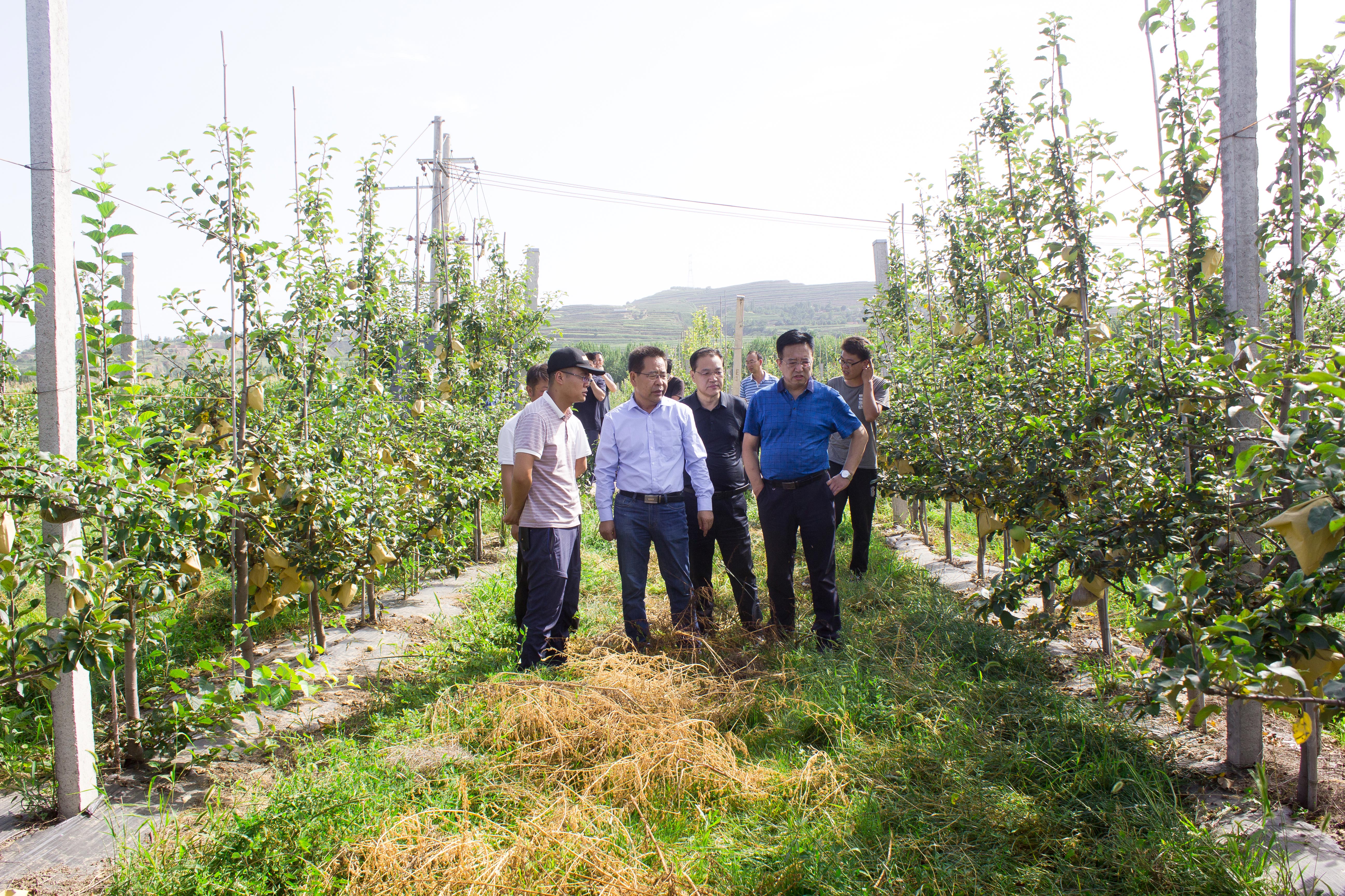 大潘现代设施农业樱桃种植基地,张巴沟省级标准化果园示范基地进行了