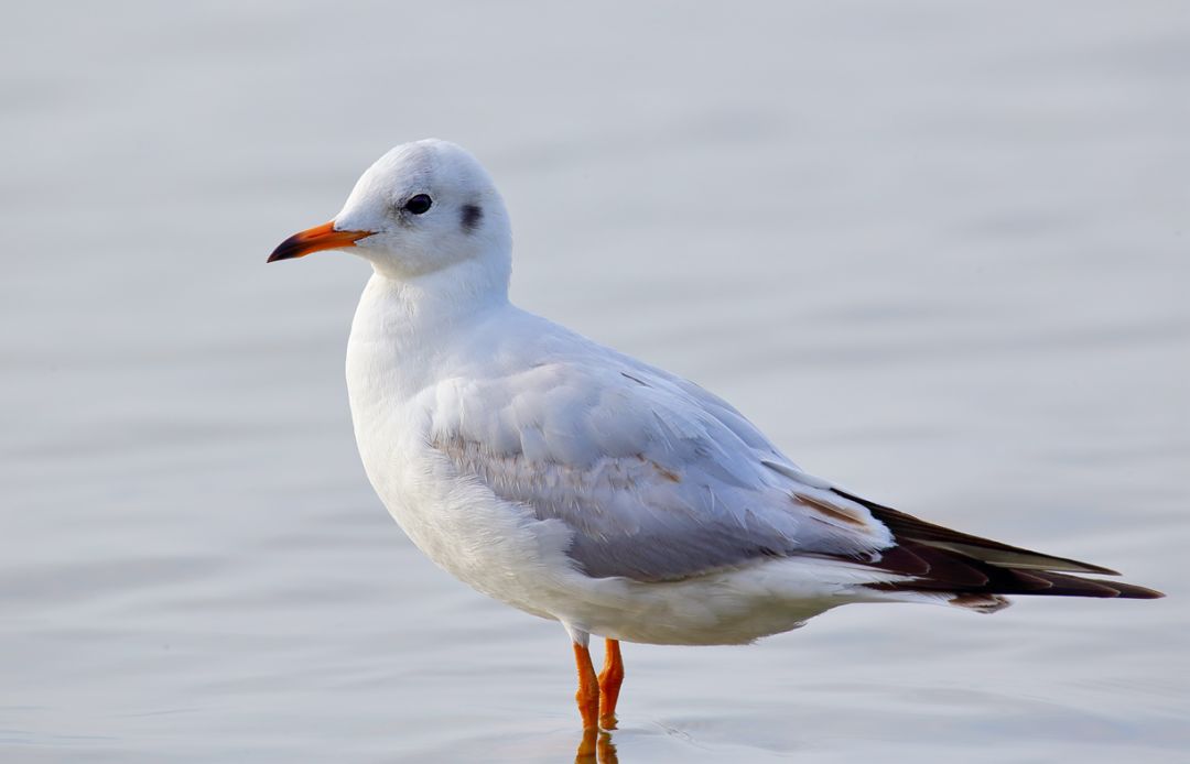 友会】鸟类摄影的又一利器--适马 60-600mm S