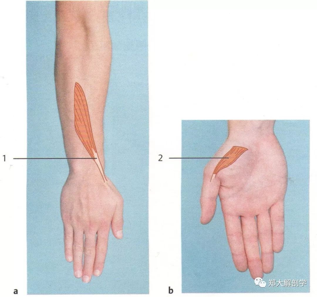 拇指关节和手指关节肌肉失衡
