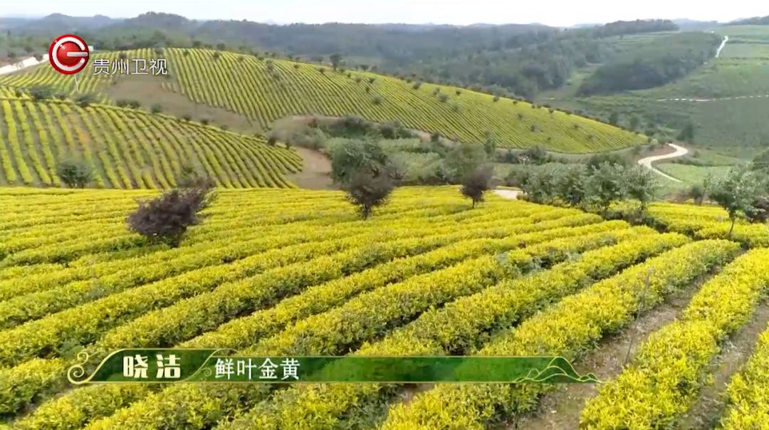 符合欧盟和中国双重有机标准,是全国面积规模最大的黄金芽种植示范