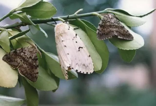 今天我们要介绍的这只幺蛾子是舞毒蛾.