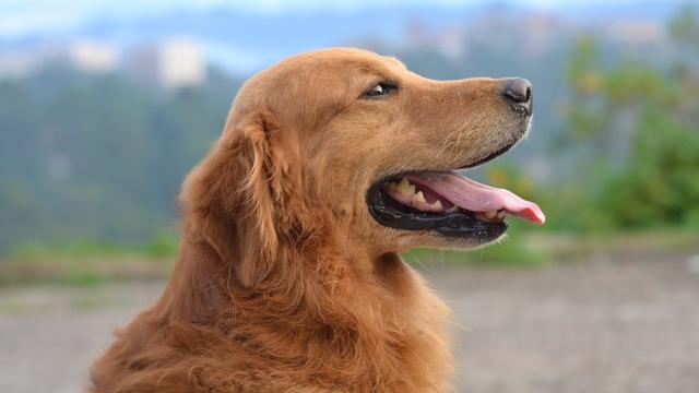 飯量最大的「4種」犬，德牧排第二，圖1簡直是「狗中飯桶」！ 寵物 第3張