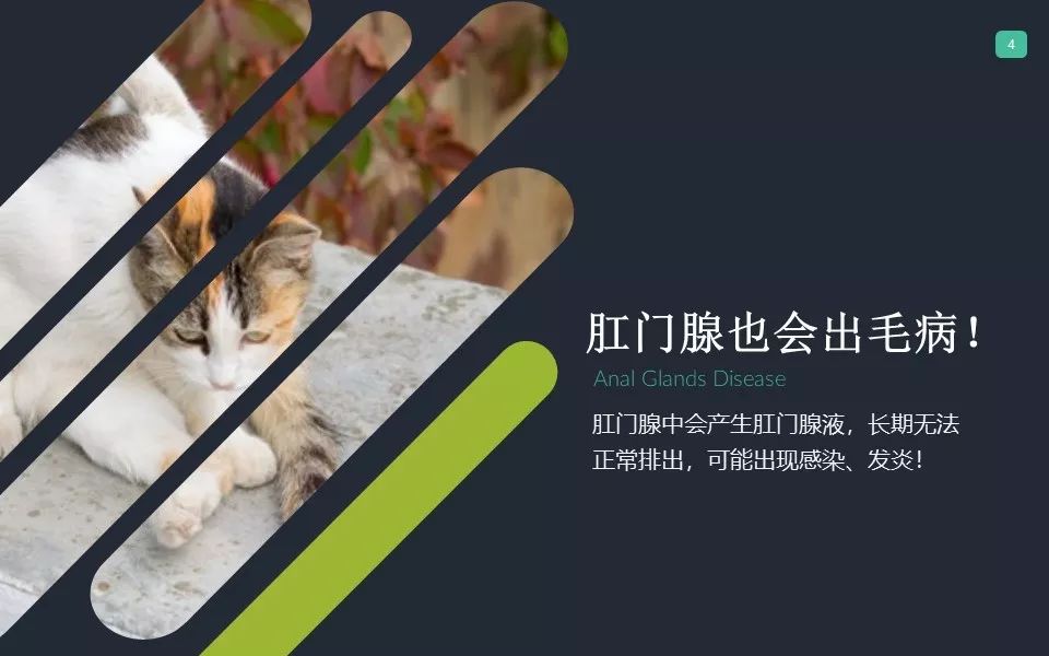 你家猫肛门腺那点事儿...挤？不挤？