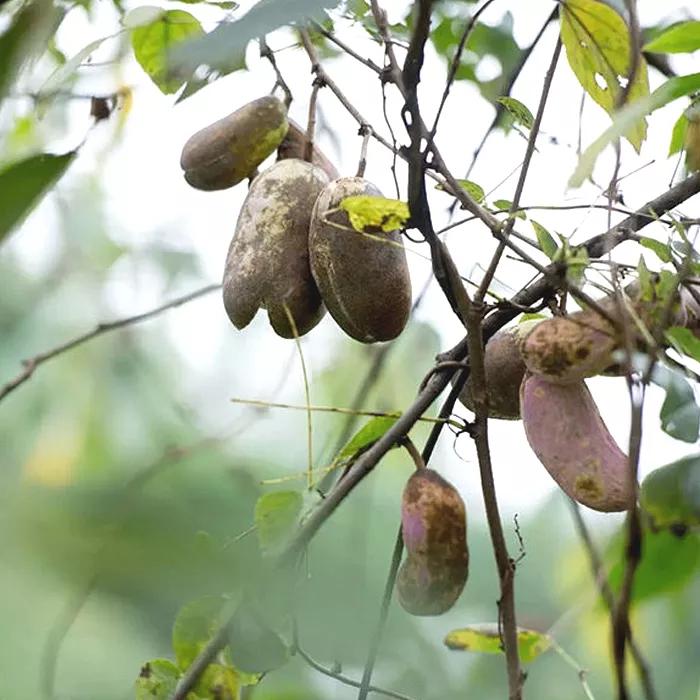 如今,谷里镇八月瓜种植果园里, 满园的绿意盎然, 蔓延的树藤纵横交错