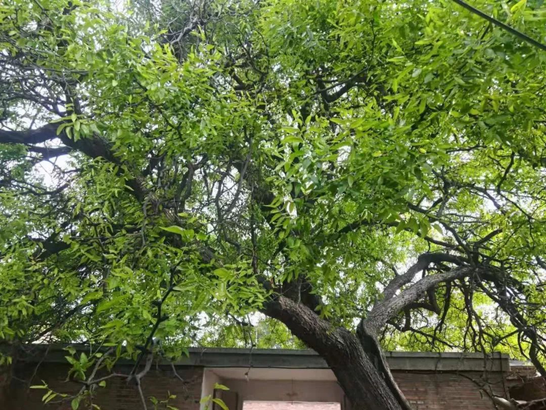 560年老枣树三,百年枣树赵楼村里有一棵古老而神奇的枣树.