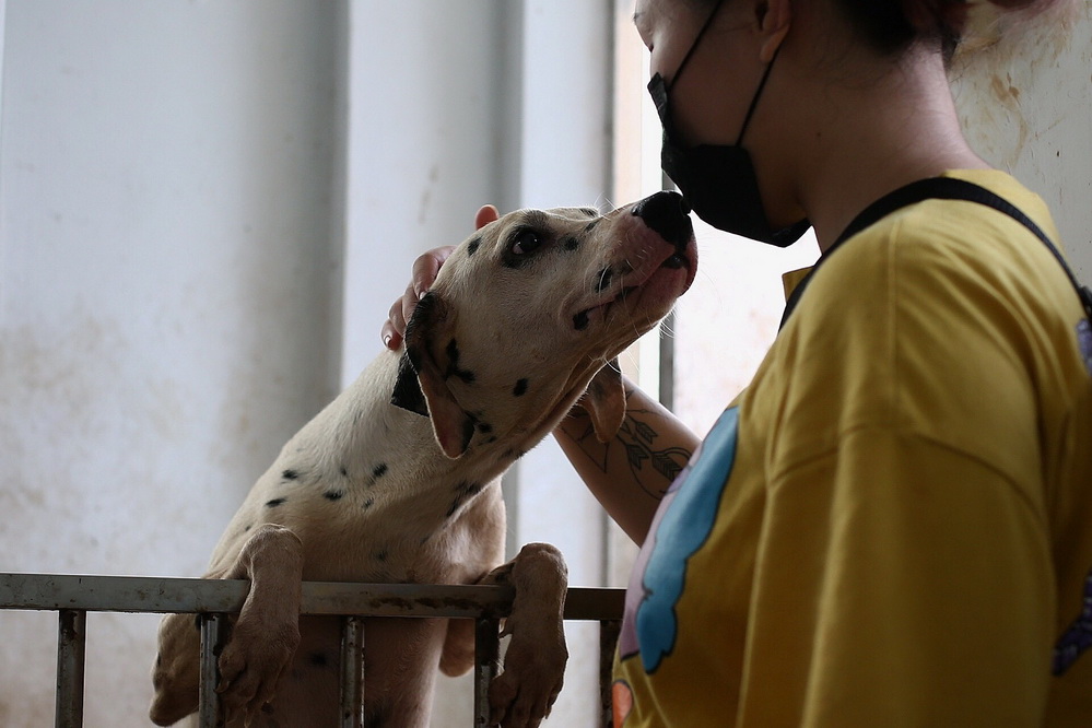 广州：近百猫狗被困宠物店政府、志愿者合力施救