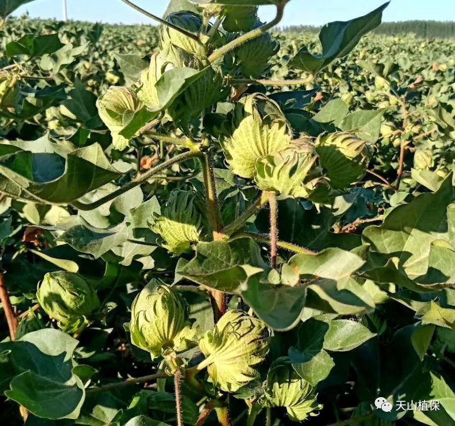 杂交棉病虫害发生与常规品种有一定的差异,发生时间随生育期提前而