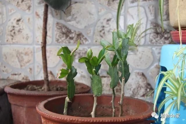 几月份嫁接蟹爪兰成活率高 82640696255a43f4950ab2e045ca4755.jpeg