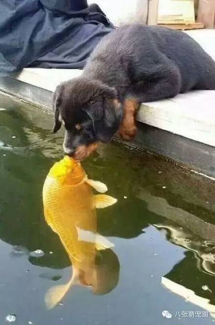 狗狗和鯉魚的深情對視，這是一個跨越種族的愛情 寵物 第6張