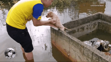 網友買到「假金毛」，結果直接把它丟進水池，還好遇到了他 寵物 第6張